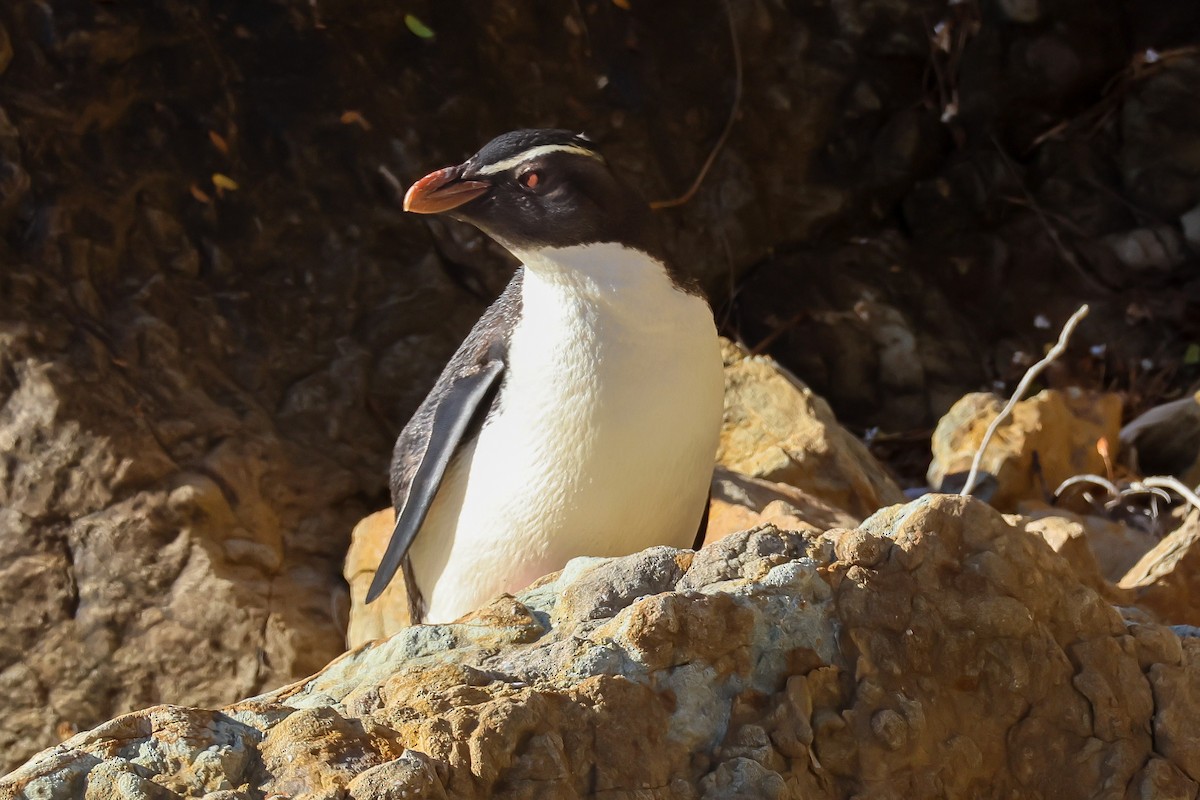 Fiordland Penguin - ML613632701
