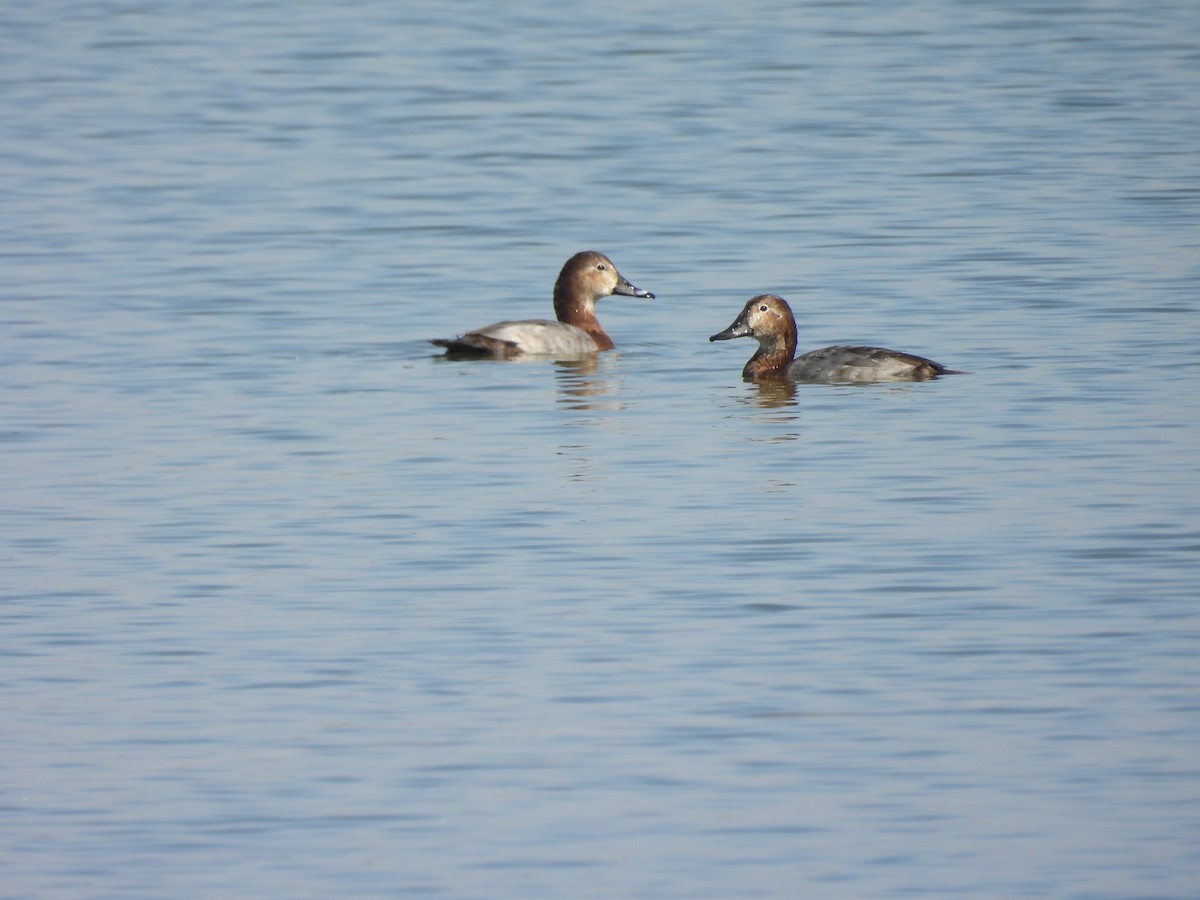 Common Pochard - ML613632703