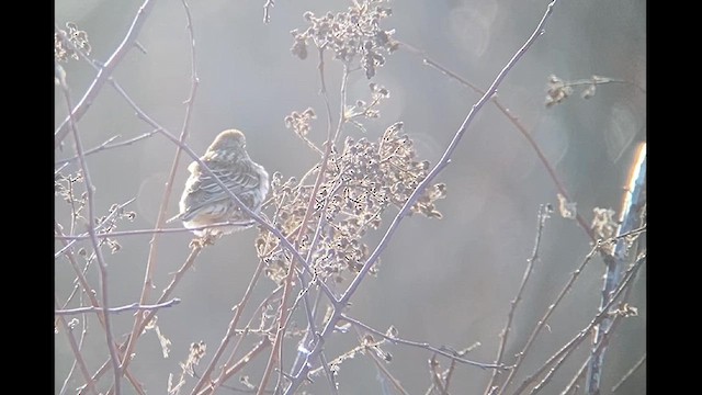 Cassin's Finch - ML613632811