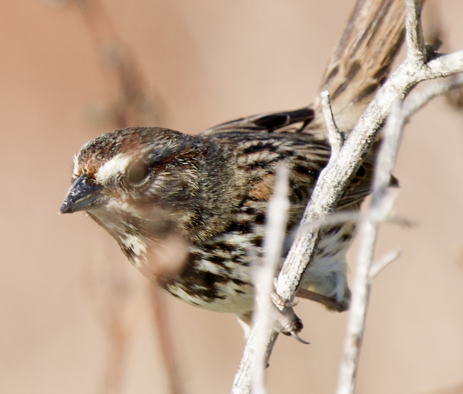 Bruant chanteur (pusillula) - ML613632833