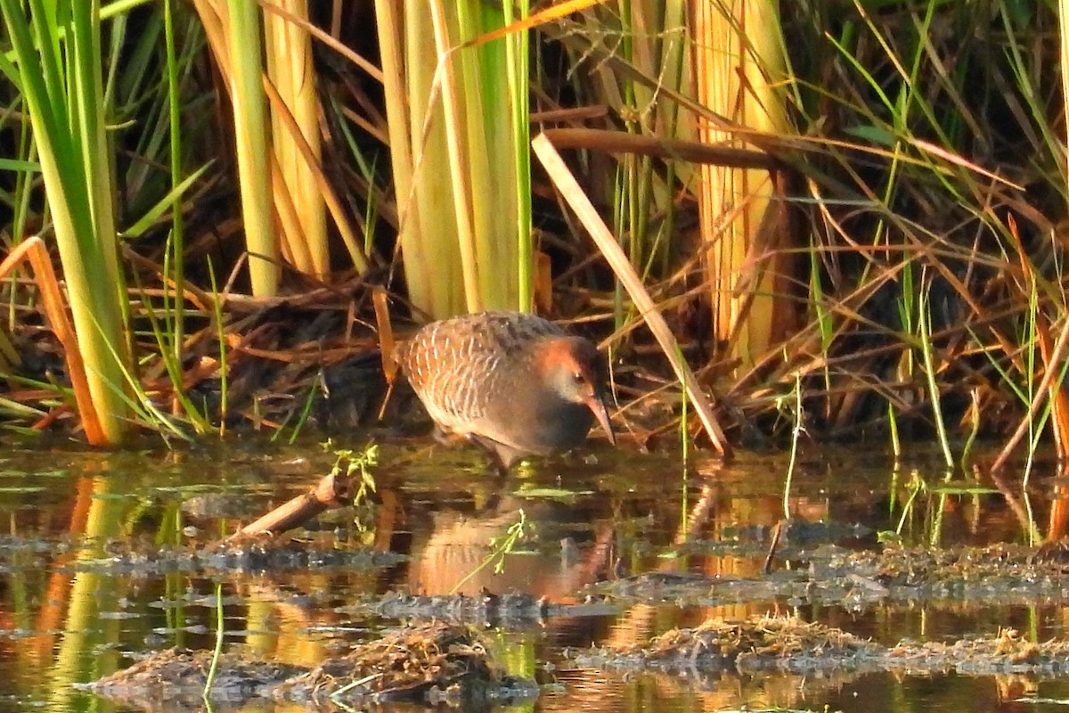 Slaty-breasted Rail - John Sandve