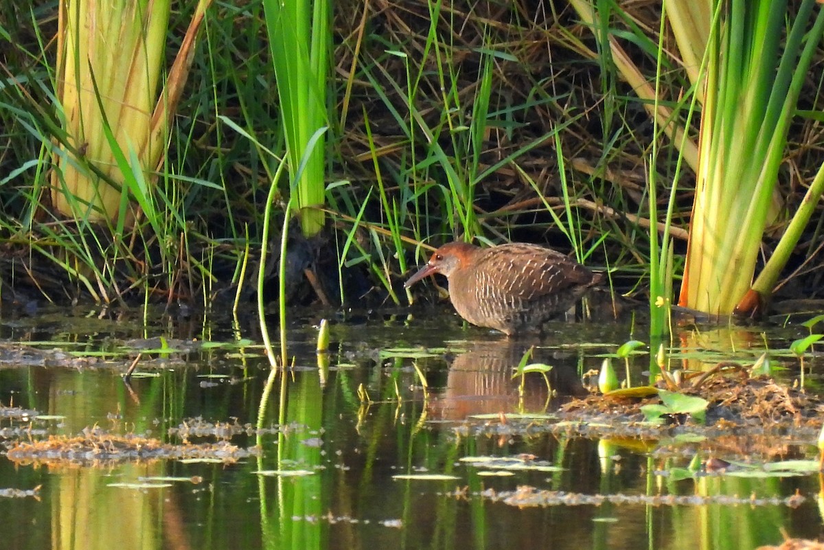 Slaty-breasted Rail - ML613632844