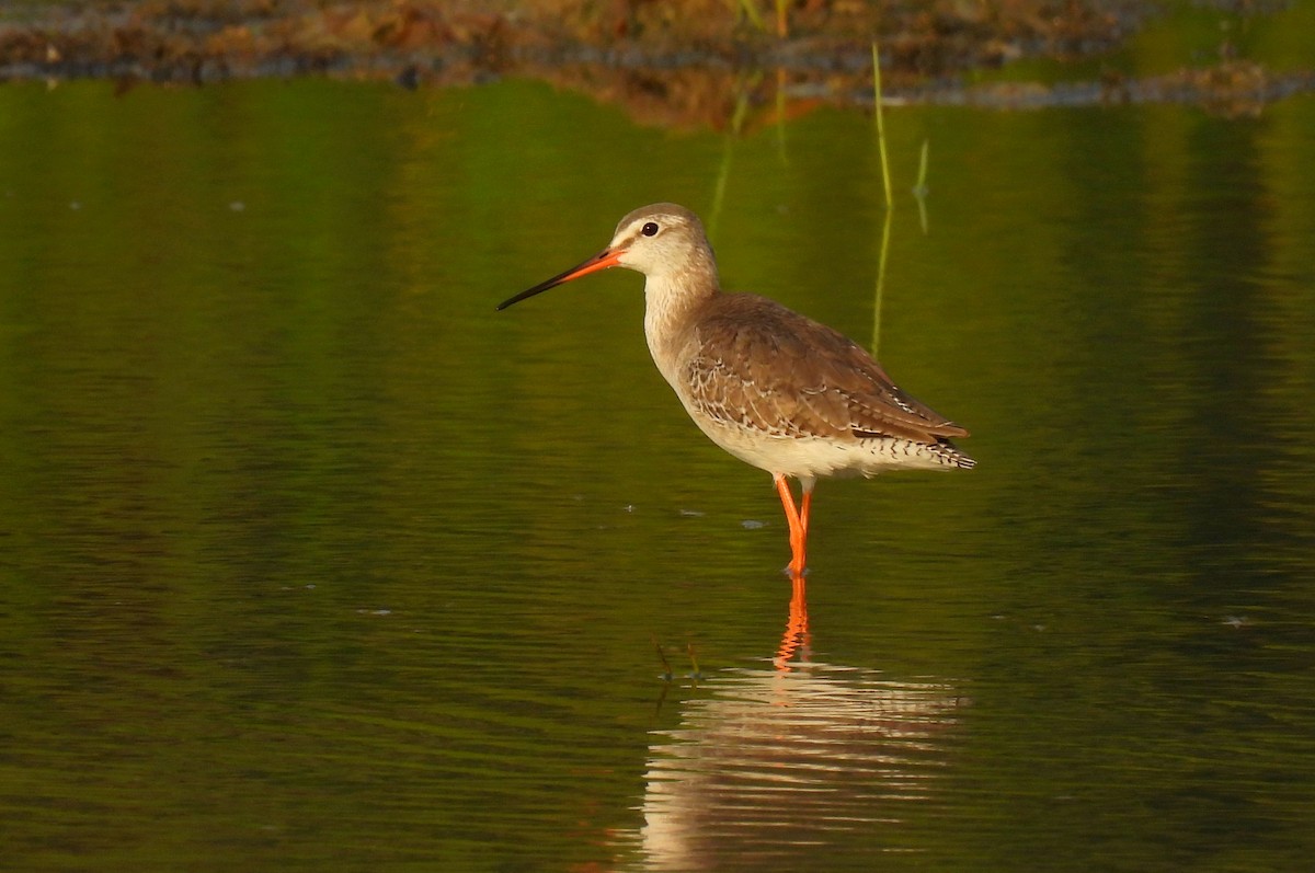 Spotted Redshank - John Sandve