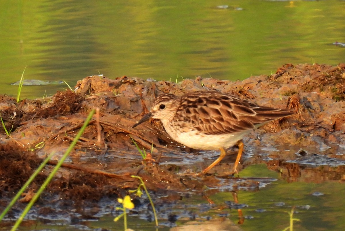 Long-toed Stint - John Sandve