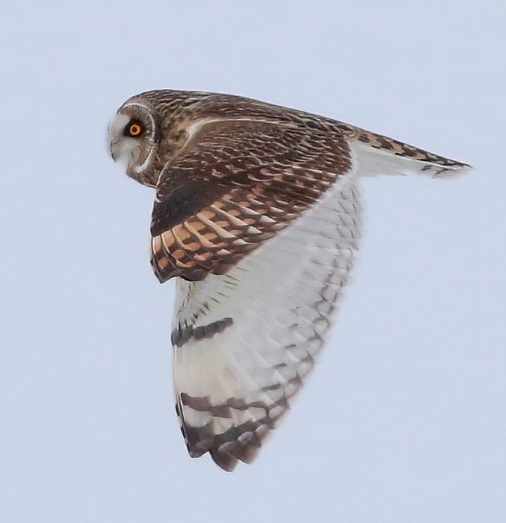 Short-eared Owl - ML613632859
