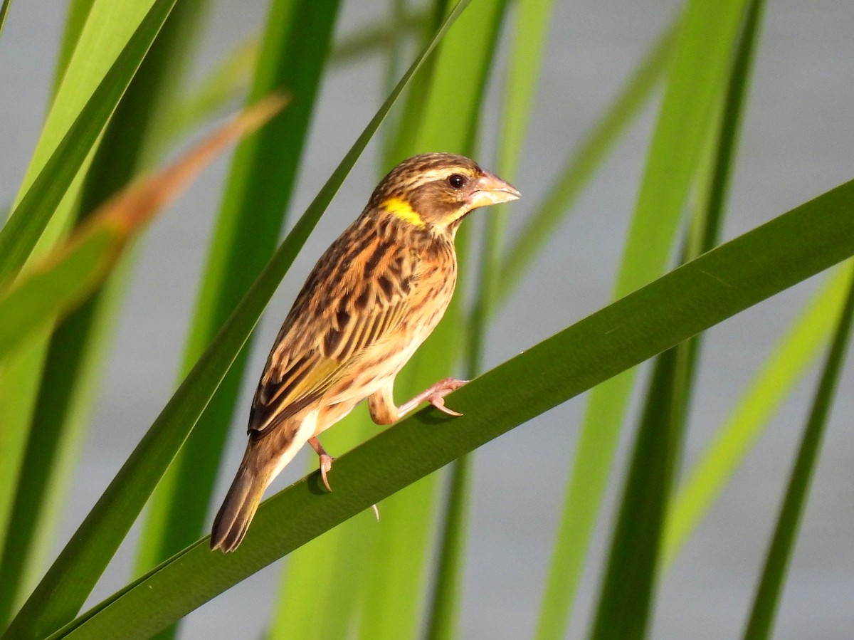 Streaked Weaver - John Sandve