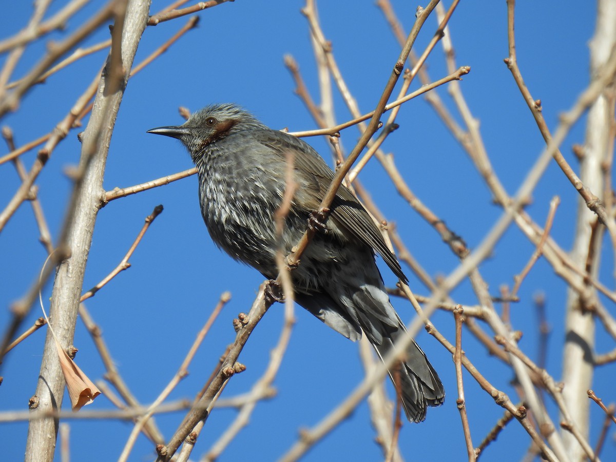 Brown-eared Bulbul - ML613632921