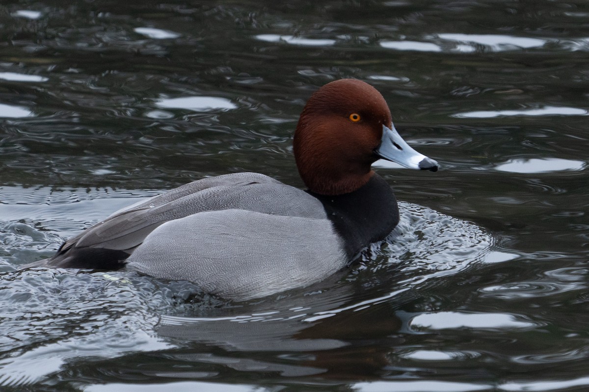 Redhead - ML613632947
