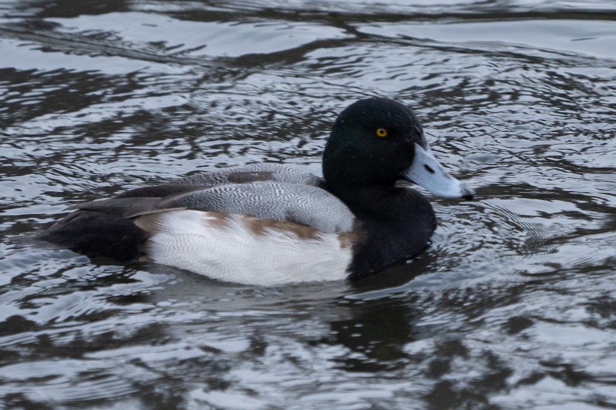 Greater Scaup - ML613632955