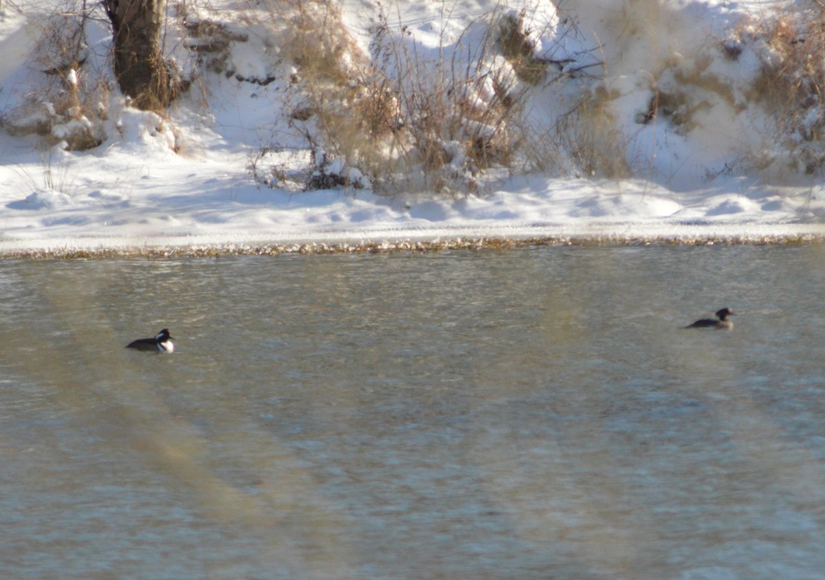 Hooded Merganser - ML613632964