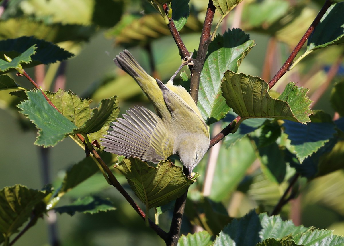 Orange-crowned Warbler - ML613632977