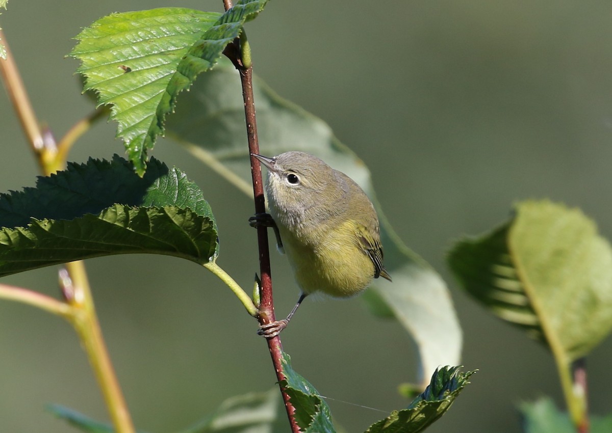 Orange-crowned Warbler - ML613632978