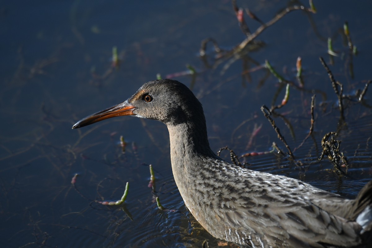 Ridgway's Rail (San Francisco Bay) - ML613632993