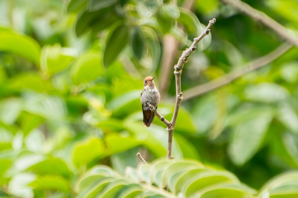 Frilled Coquette - Marcelo  Telles