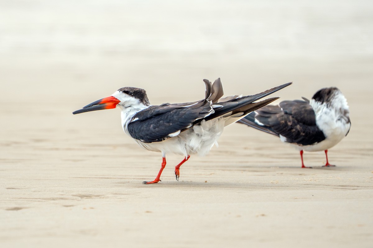 Black Skimmer - ML613633000