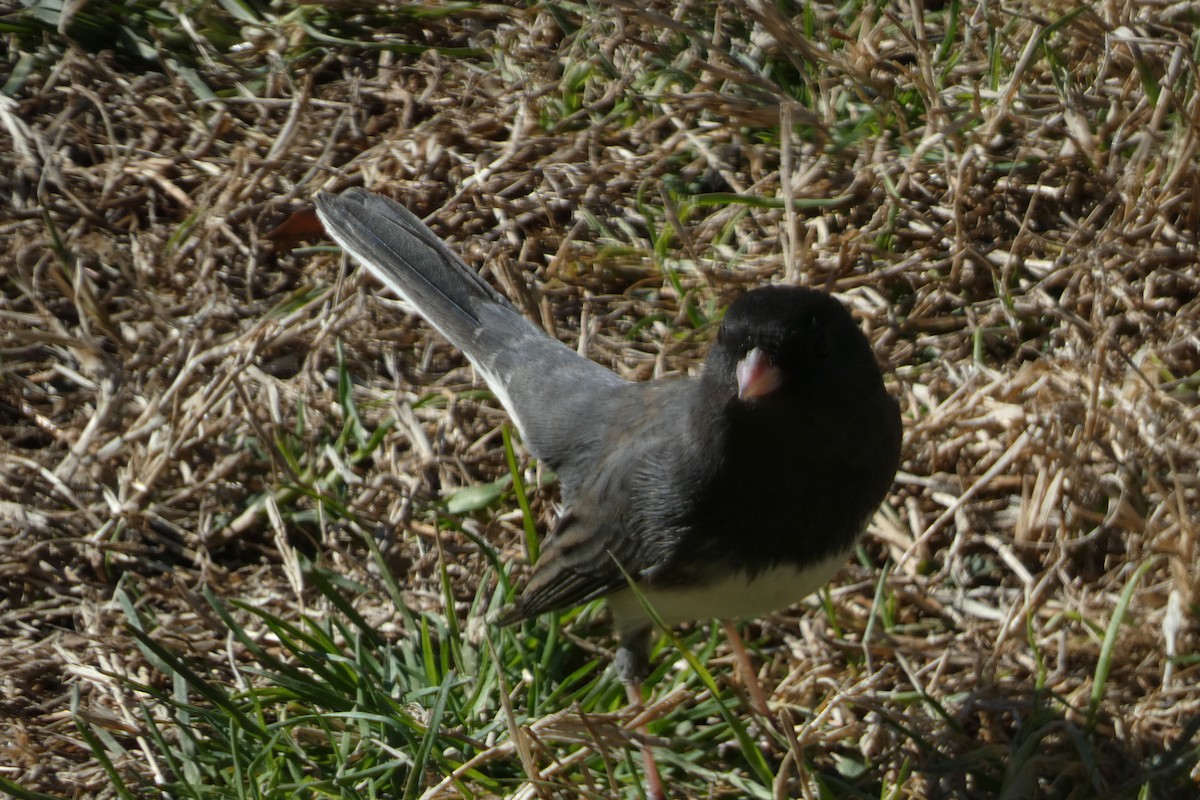 Dark-eyed Junco - ML613633005