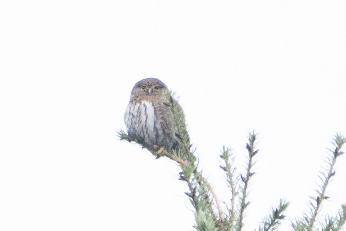 Northern Pygmy-Owl - Elliott Bury