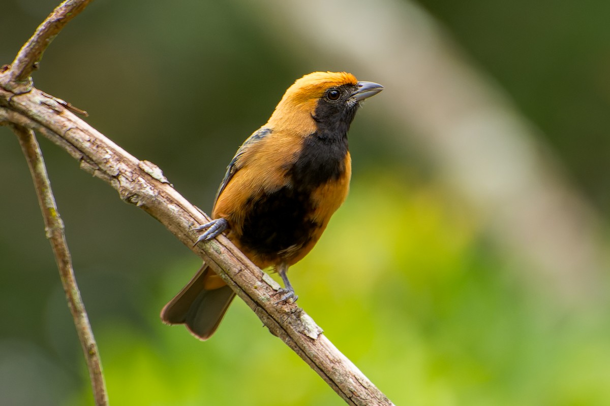 Burnished-buff Tanager - Marcelo  Telles