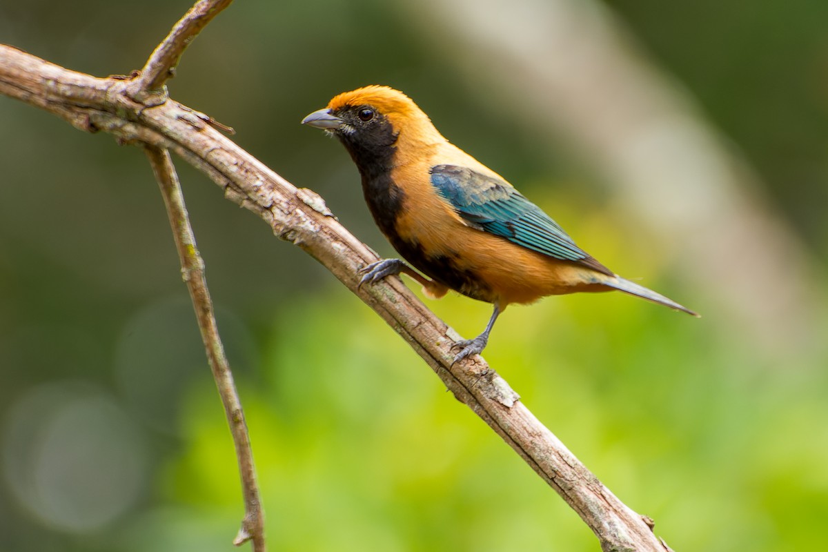 Burnished-buff Tanager - Marcelo  Telles