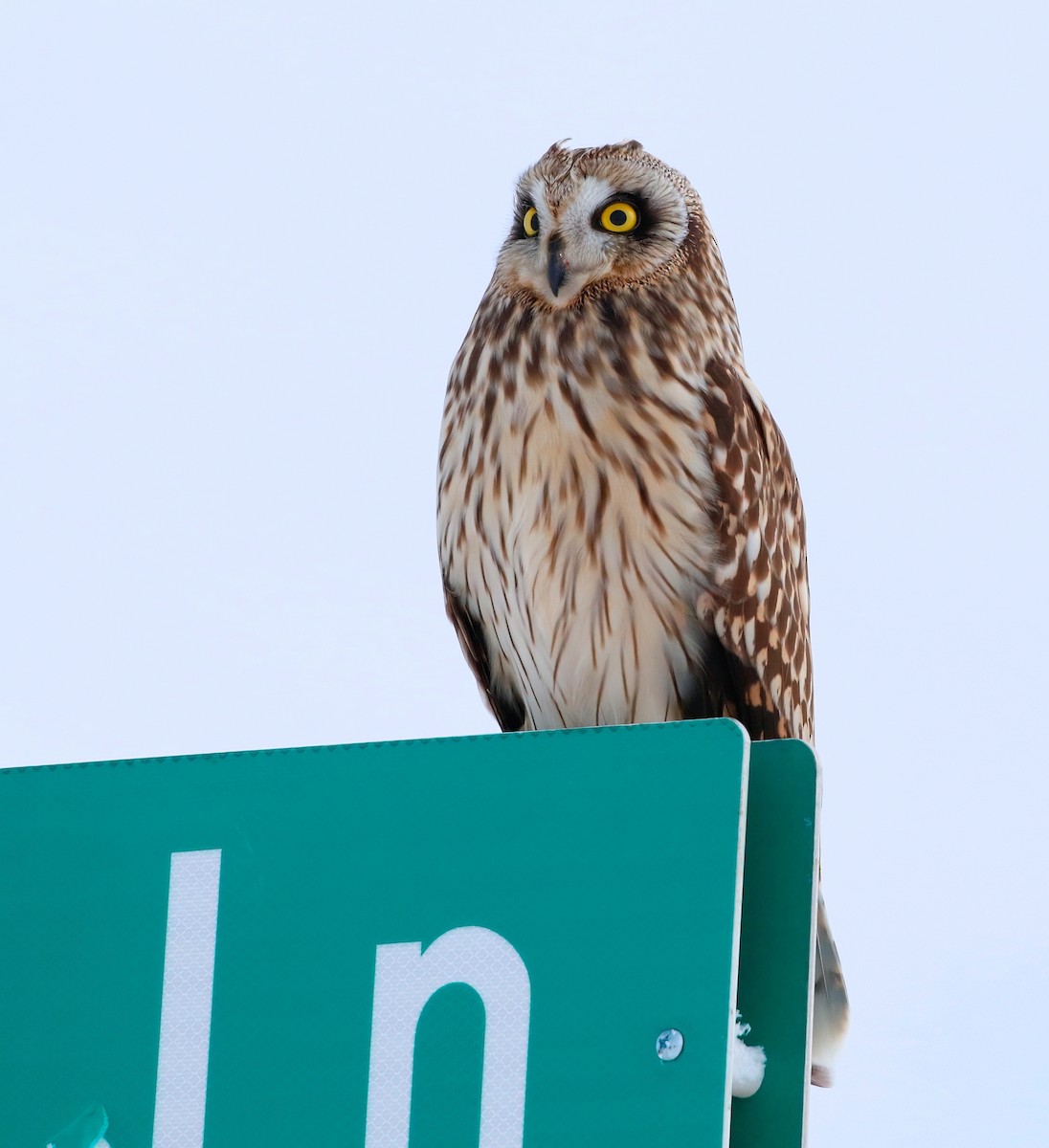 Short-eared Owl - ML613633094