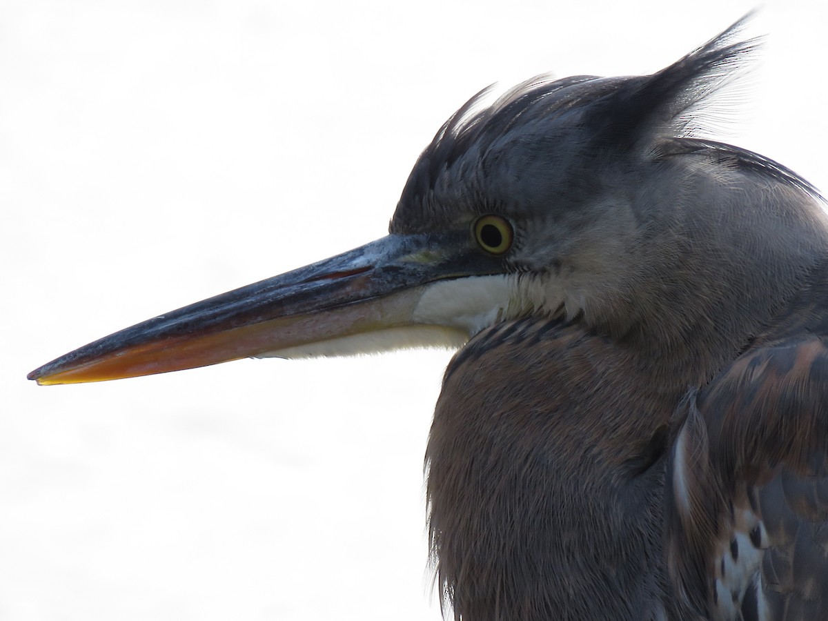 Great Blue Heron (Great Blue) - Phil Wegener