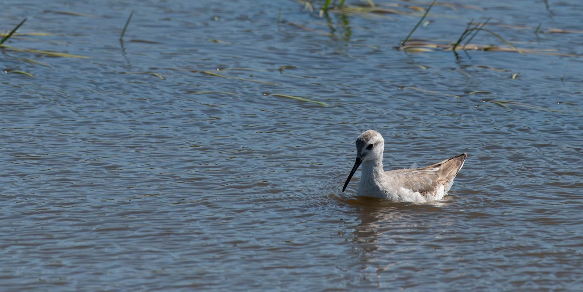 Wilson's Phalarope - ML613633119