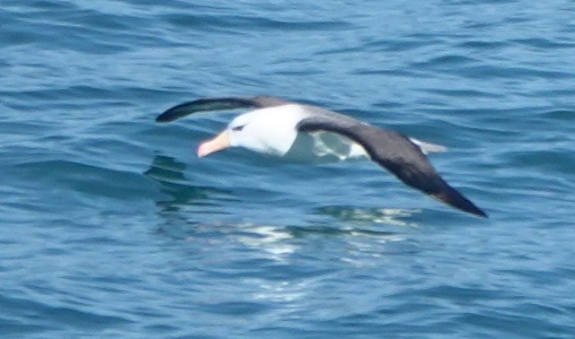 Black-browed Albatross - Matt Dufort