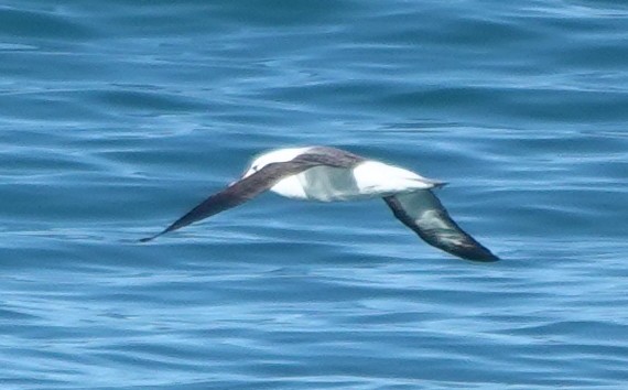 albatros černobrvý - ML613633129