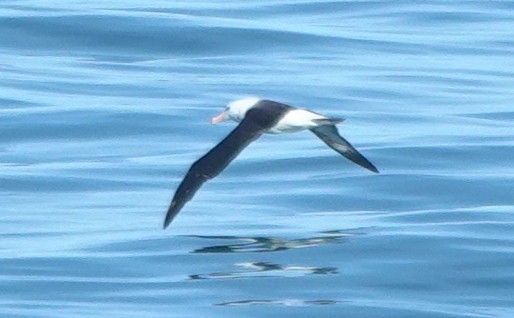 albatros černobrvý - ML613633130
