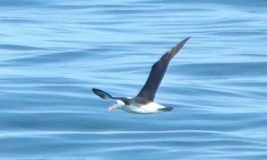 albatros černobrvý - ML613633145