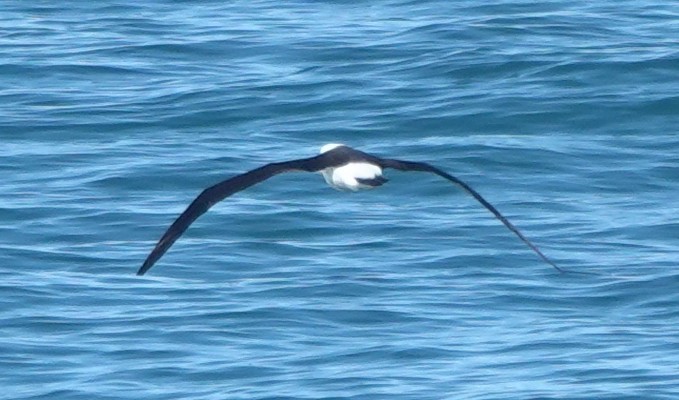 Black-browed Albatross - Matt Dufort