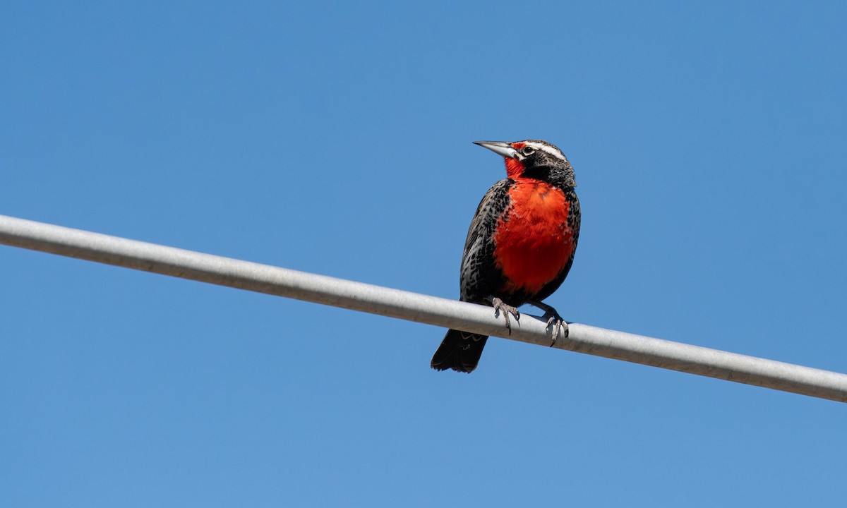 Long-tailed Meadowlark - David Tripp Jr