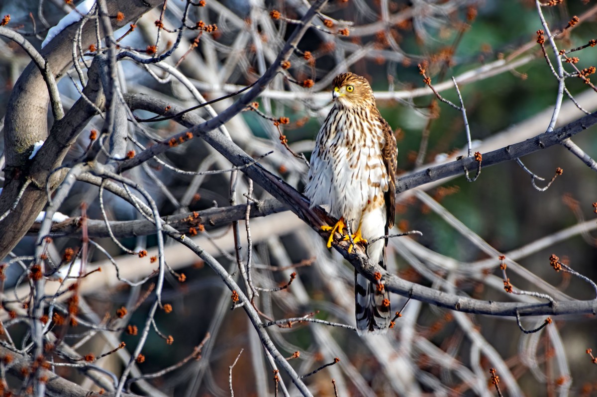 Cooper's Hawk - Phil Kahler