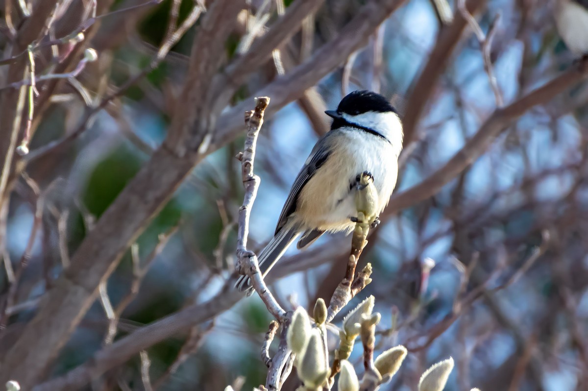 Black-capped Chickadee - Phil Kahler