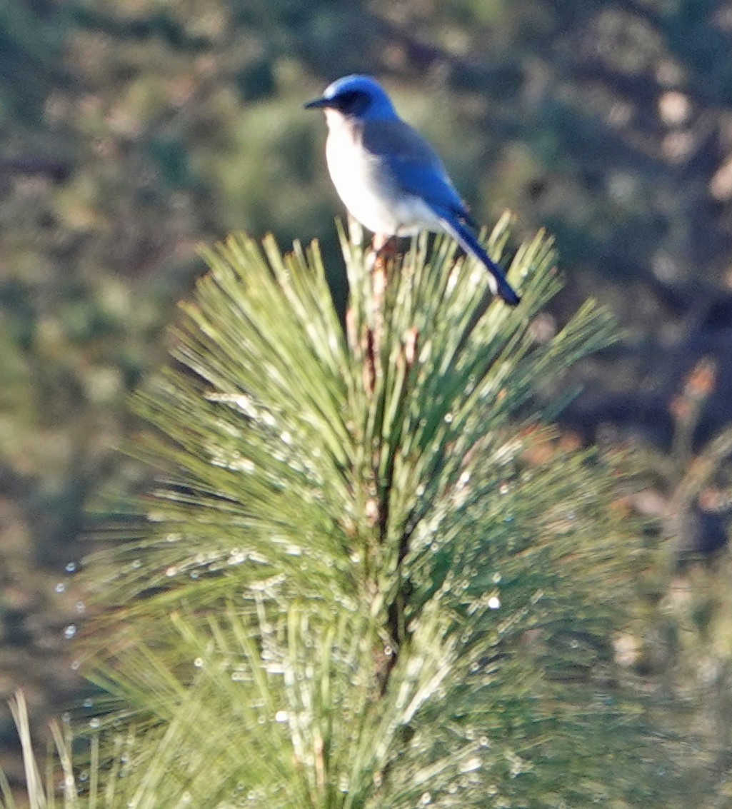 Woodhouse's Scrub-Jay (Sumichrast's) - ML613633164