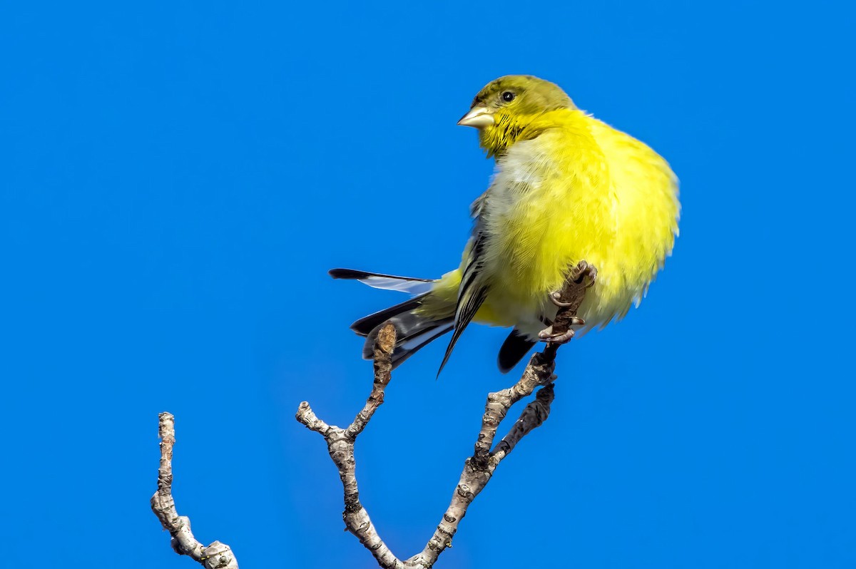 Lesser Goldfinch - ML613633167