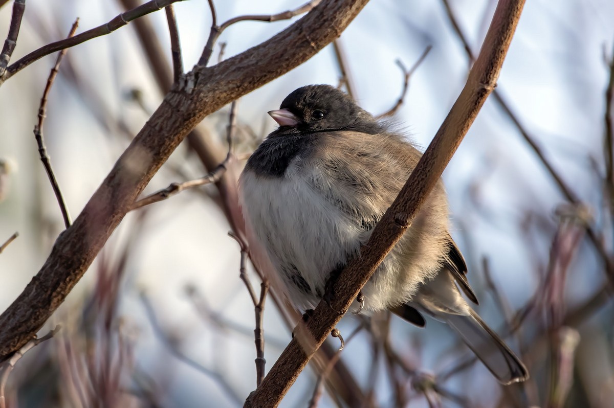 Dark-eyed Junco - Phil Kahler