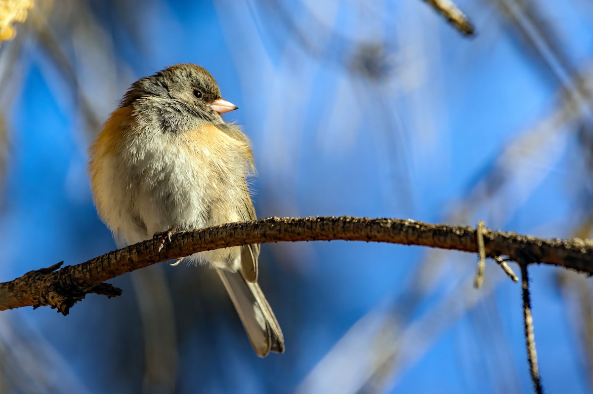 Dark-eyed Junco - Phil Kahler