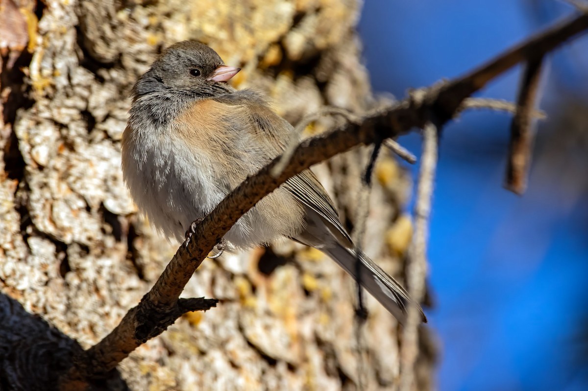 Dark-eyed Junco - Phil Kahler