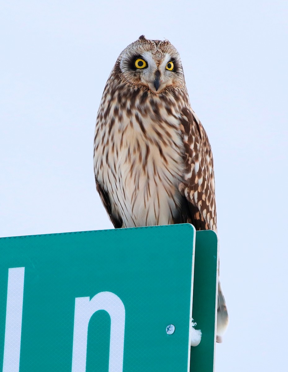 Short-eared Owl - ML613633182