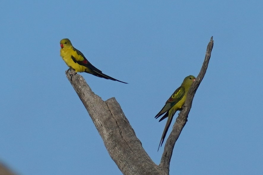 Regent Parrot - ML613633197