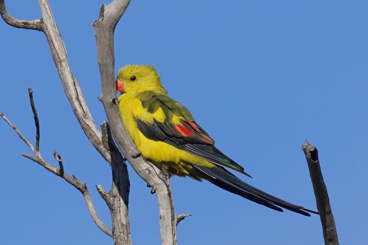 Regent Parrot - ML613633200