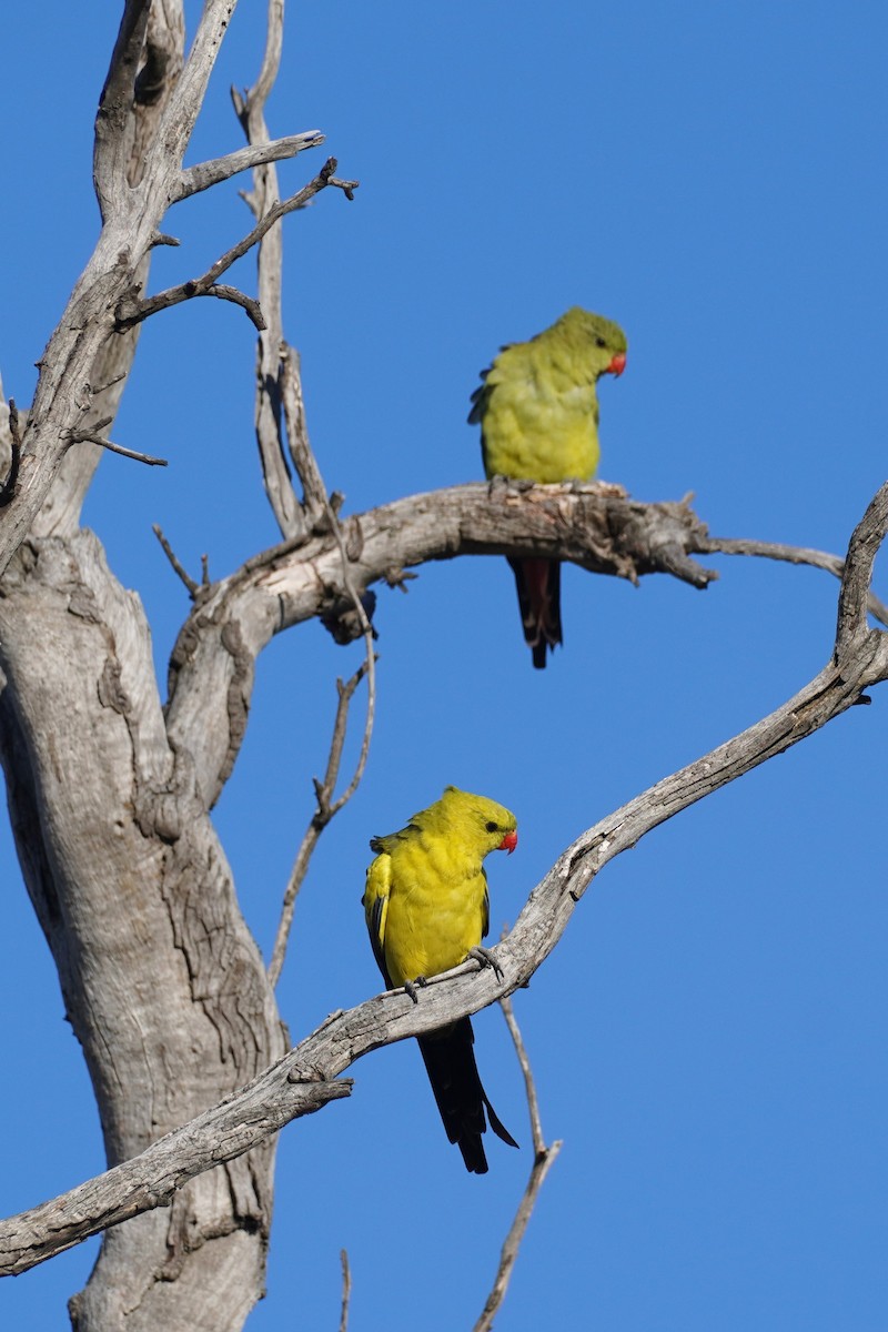 Regent Parrot - ML613633205