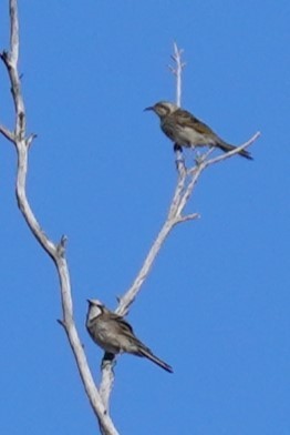 Tawny-crowned Honeyeater - ML613633258