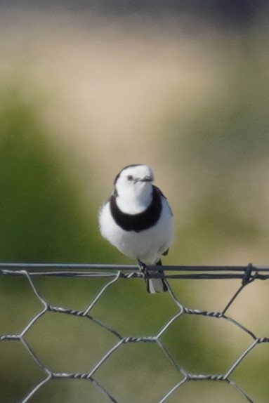 White-fronted Chat - ML613633265