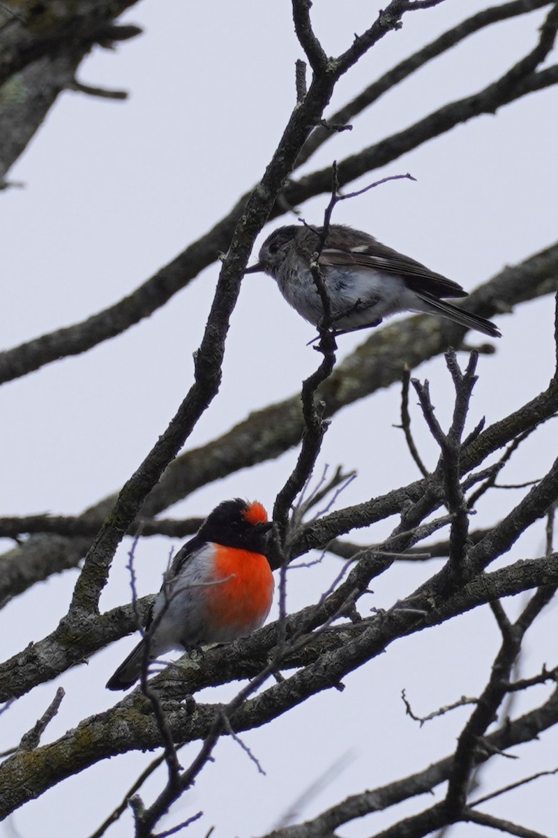 Red-capped Robin - ML613633316