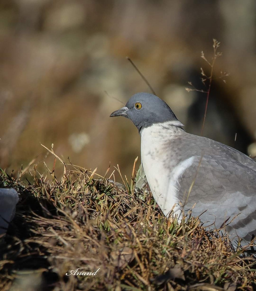 Pigeon des neiges - ML613633364