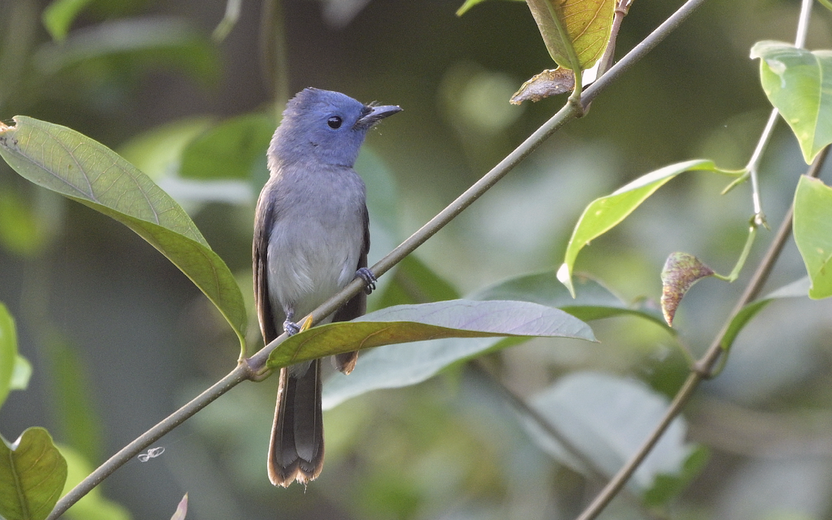 Black-naped Monarch - ML613633374