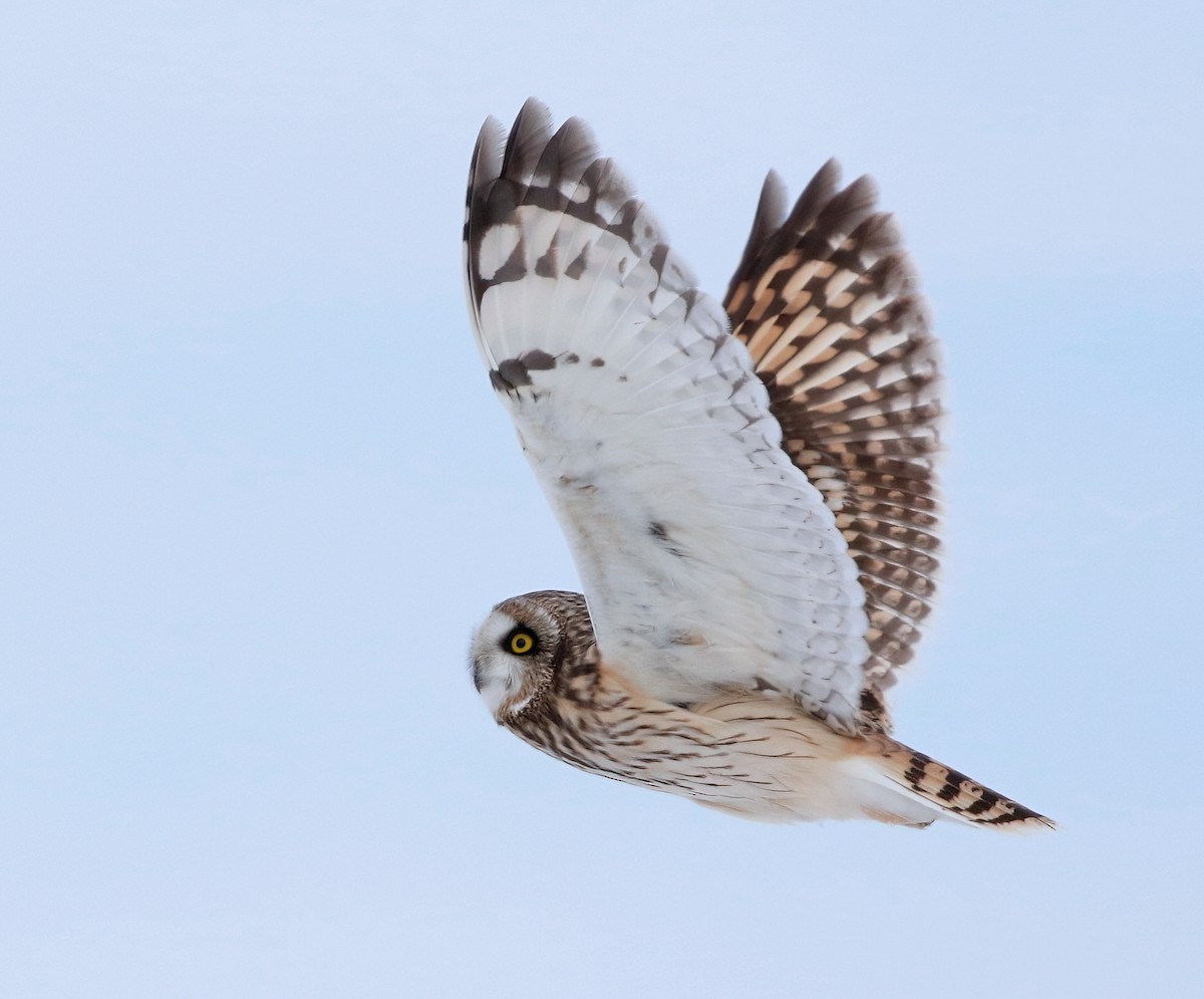 Short-eared Owl - Mark  Ludwick