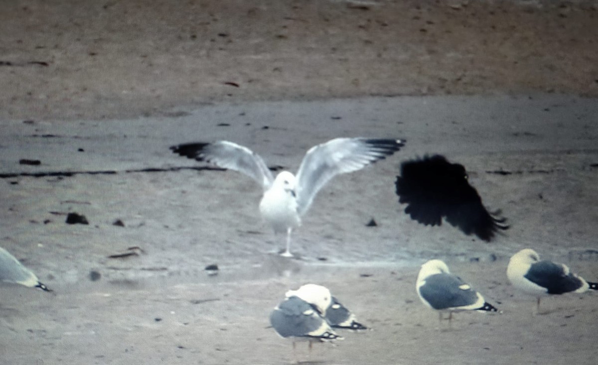 Caspian Gull - John Overfield